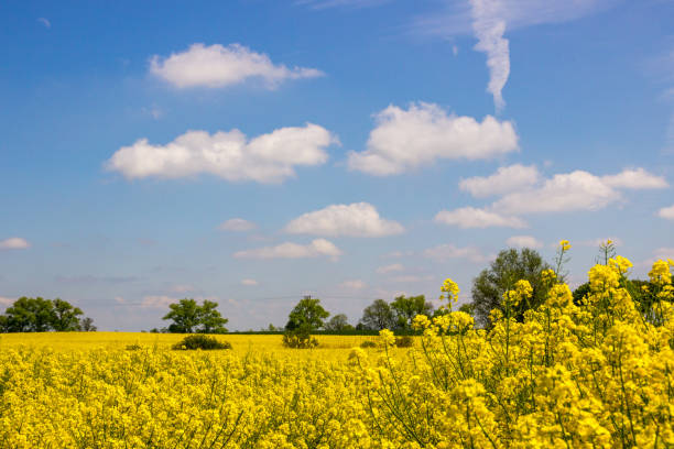 istock field of the rape 1161239634