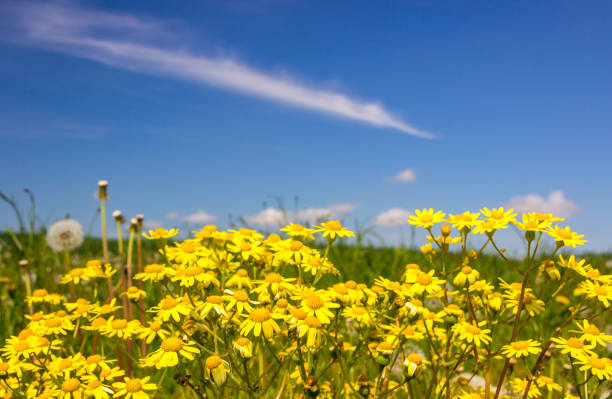 field of the rape