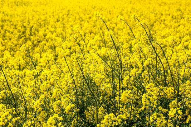 field of the rape