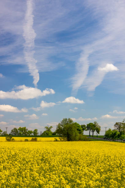 field of the rape
