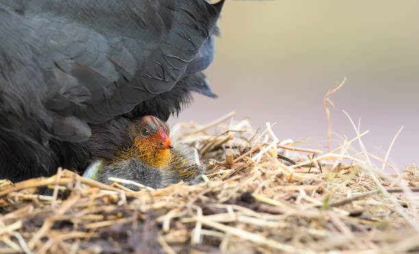 istock Red Knobbed Coot sitting on a nest with one chick to protect 1161239918