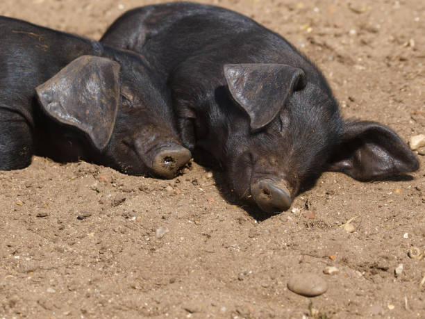 istock Rare Breed Suffolk Pigs 1161240014