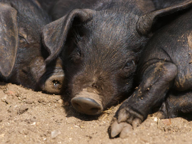 istock Rare Breed Suffolk Pigs 1161240018