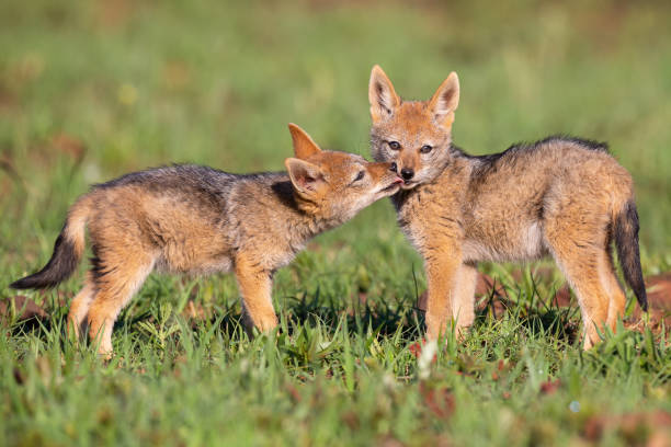 istock Two Black Backed Jackal puppies play in short green grass to develop their skills 1161240200