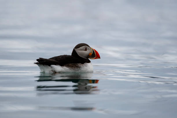 istock Puffin in artic sea at Svalbad Islands 1161240343