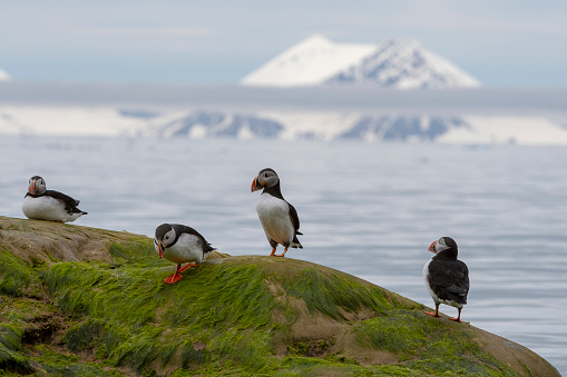 Group of Puffins on a rock covered with green seaweeds and mountains in the background - svalbard Islands