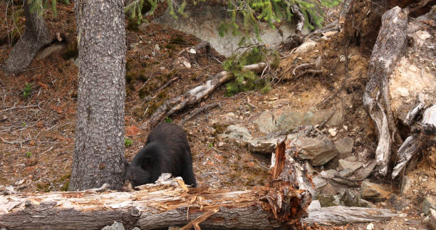 istock Black bear (Ursus americanus) forages for grubs rain forest 1161241691