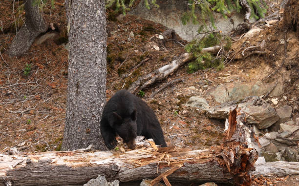 istock Black bear (Ursus americanus) forages for grubs rain forest 1161241877