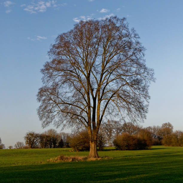 istock Solitary oak in the countryside 1161242690