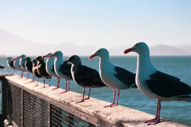 Seagulls sitting on barrier in San Francisco pier, July 2019