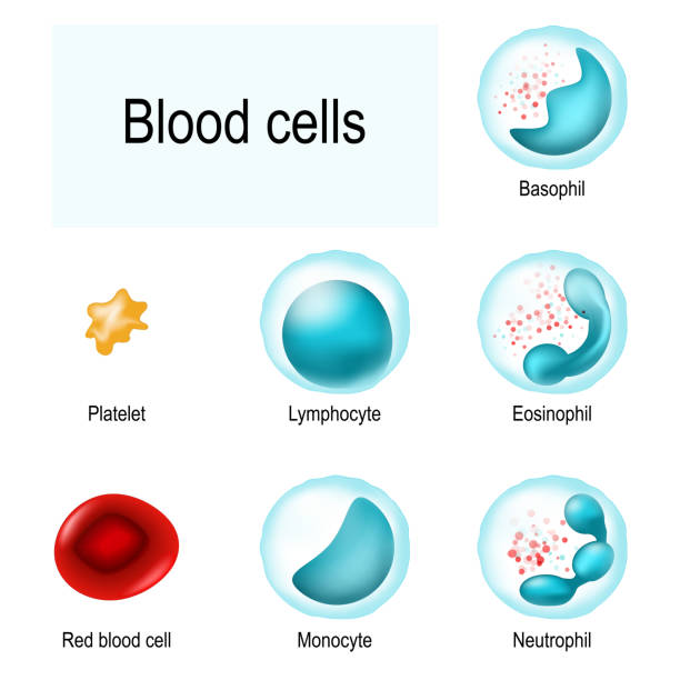krwinek. czerwone krwinki (erytrocyty), białe krwinki i płytki krwi - macrophage human immune system cell biology stock illustrations