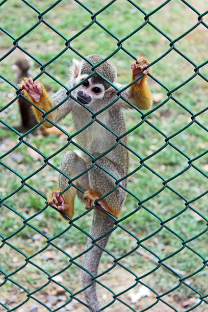 istock A naughty spider monkey climbed on fence 1161244552