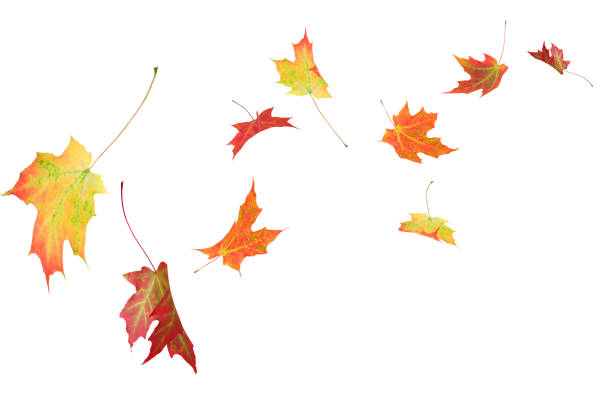 Fall autumn maple leaves blowing in the wind isolated on white