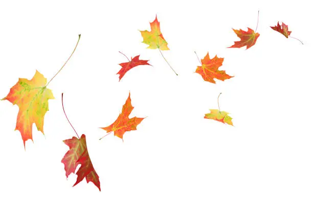 Fall autumn maple leaves blowing in the wind isolated on white