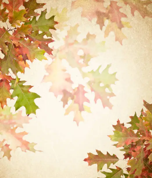 Photo of Autumn fall oak leaves on a textured background