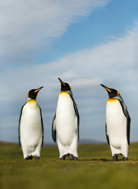 istock Close up of King penguins on a sunny summer day 1161245512