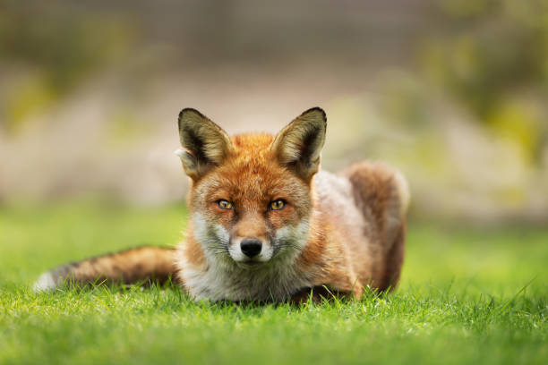 istock Close up of a red fox laying on grass 1161245527