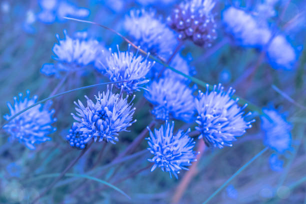 istock beautiful flower on unfocused background 1161246087