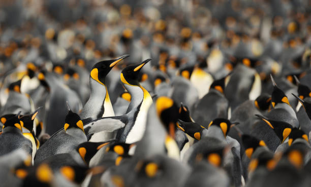 King penguins making way through a group of others Close-up of King penguins making way through a group of penguins at Volunteer point, Falkland Islands. colony territory photos stock pictures, royalty-free photos & images