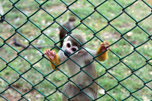 istock Spider monkey on fence curiously staring at he observer 1161246288