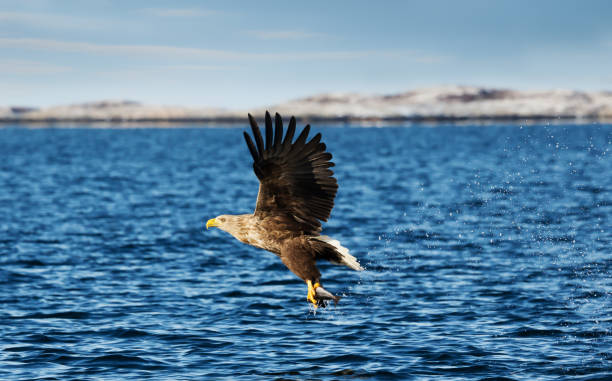 istock Close up of a White-tailed sea Eagle in flight 1161246295