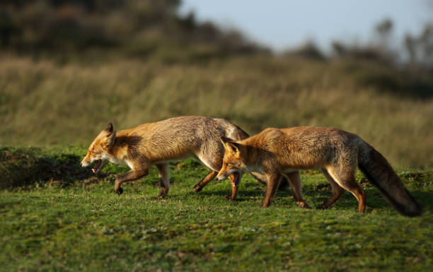 istock Red foxes chasing each other in the field 1161246423