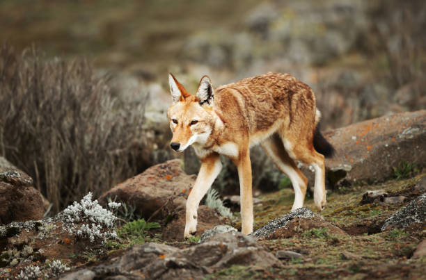 istock Close up of a rare and endangered Ethiopian wolf 1161246733
