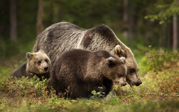 istock Female Eurasian brown bear and her cubs 1161246735