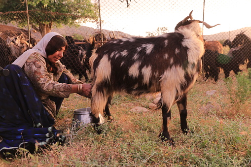 Shiraz, Iran, May 2019: Nomad woman in Shiraz province in Iran milking a goat.