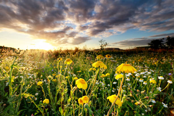 istock beautiful yellow chamomile flowers at summer sunrise 1161252073