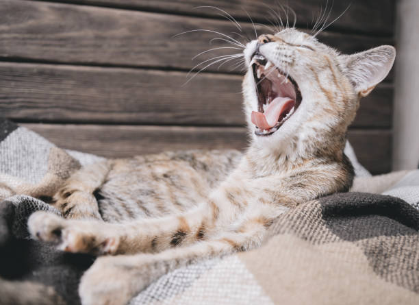 Tabby cat lying on plaid and yawning.