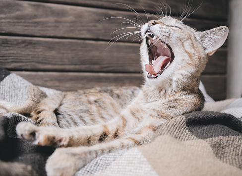 Funny tabby cat of ginger color lying on soft plaid and yawning on wooden background.