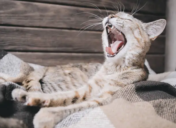 Photo of Tabby cat lying on plaid and yawning.