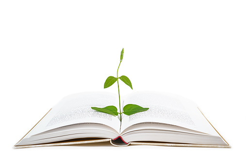 Book and plant on white background, isolated. Back to school, education, knowledge concept.