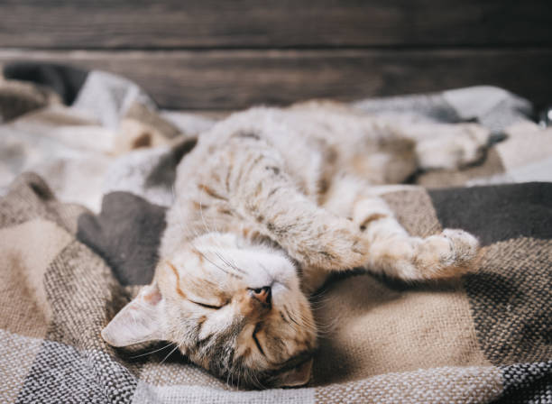 istock Domestic cat sleeping on plaid on his back with paws up. 1161254026