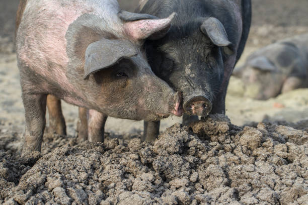 istock organic food, saddleback pig, pig and pork 1161254812