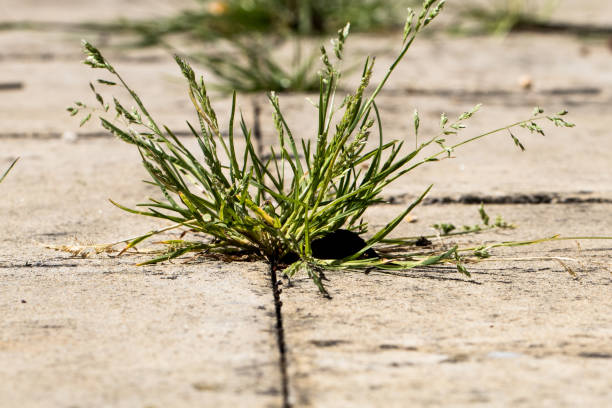 Strong, robust weed direct in the line of vision, looking strangely beautiful.