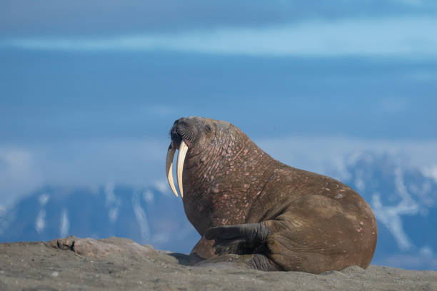 morsy na plaży z górami w tle - wyspy svalbard - svalbard islands zdjęcia i obrazy z banku zdjęć