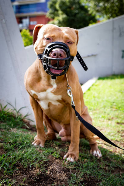 istock Portrait of golden Pitbull 1161256469