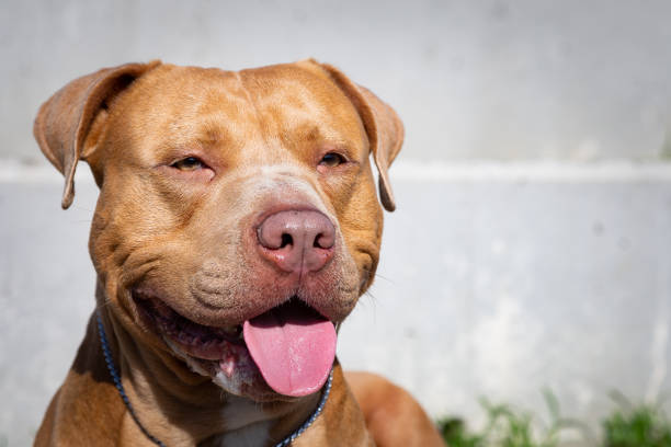 Portrait of golden Pitbull portrait of dog pit bull terrier with tongue out spanish mastiff puppies stock pictures, royalty-free photos & images