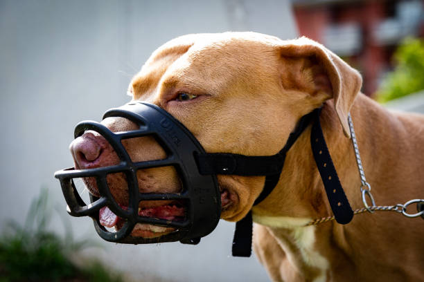 Portrait of golden Pitbull headshot of a pit bull terrier dog with a black muzzle restraint muzzle photos stock pictures, royalty-free photos & images