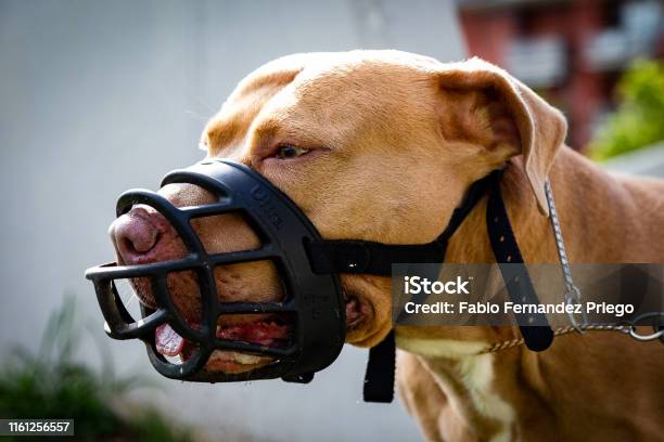 Portrait Of Golden Pitbull Stock Photo - Download Image Now - Dog, Restraint Muzzle, Danger