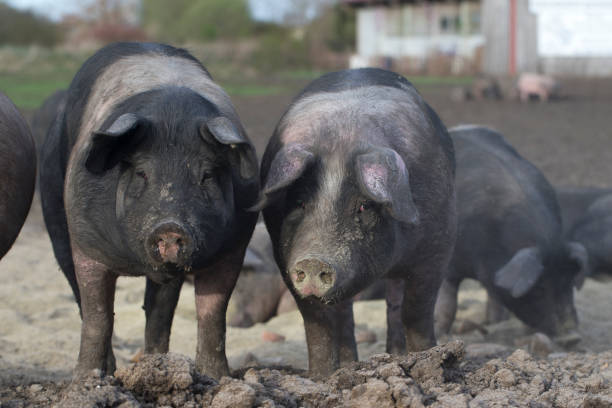 istock organic food, saddleback pig, pig and pork 1161257520