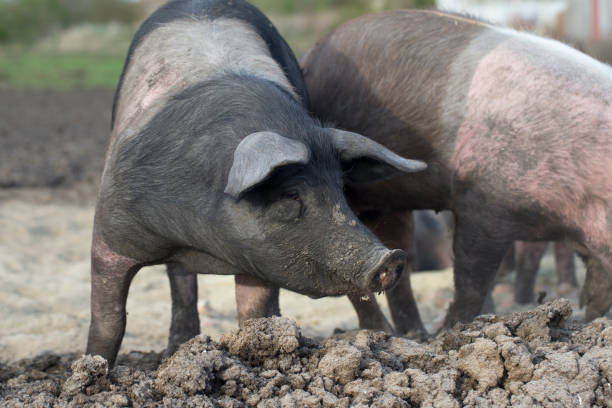 istock organic food, saddleback pig, pig and pork 1161257921