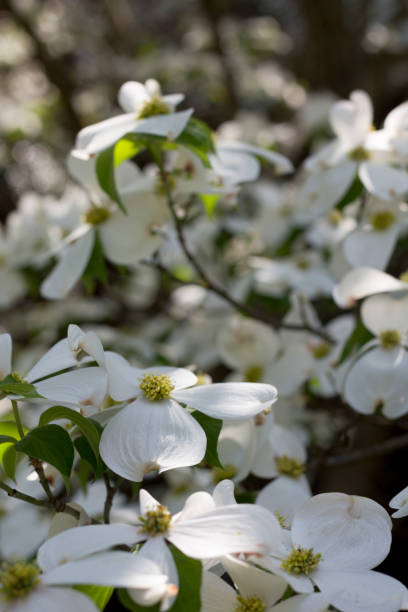 istock Dogwood blossom 1161257989
