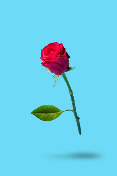 istock Red rose on bright blue background. Minimal nature concept. 1161258143