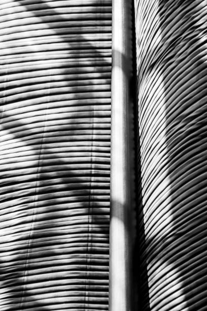istock Abstract of a bold and structured banana leaf in black and white 1161258159
