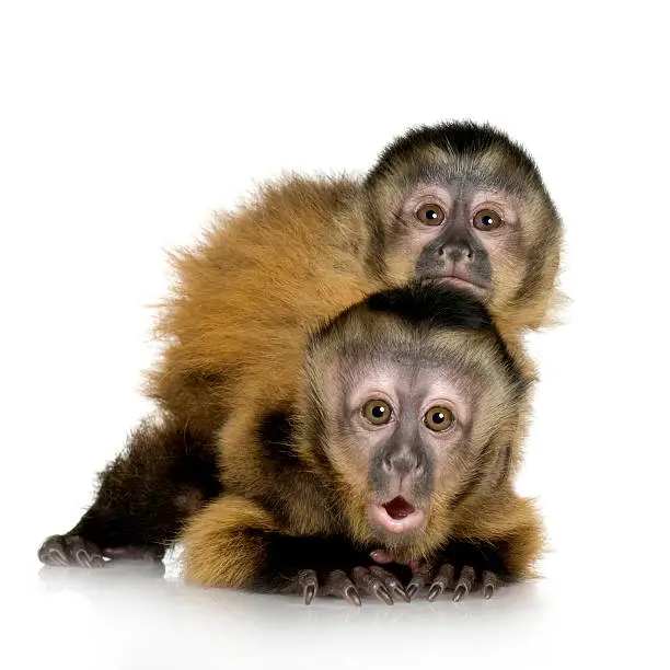 Two Baby Capuchins - sapajou apelle in front of a white background.