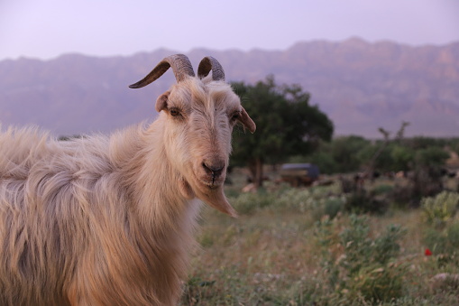 Animal, Sheep, Iran, Shiraz, Agriculture, Animal Body Part
