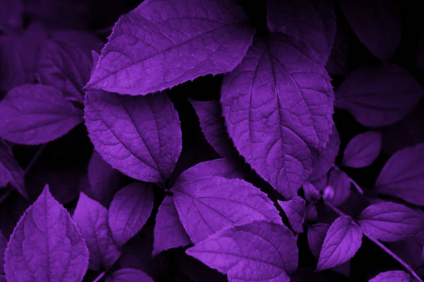 istock Green leaves pattern background. Creative layout made of green leaves. Nature concept and wallpaper 1161258883